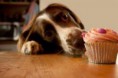 /album/galleria-fotografica/cane-che-mangia-il-muffin-jpg/